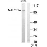 NAA15 Polyclonal Antibody