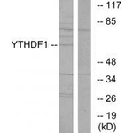 YTHDF1 Antibody in Western Blot (WB)