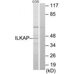 ILKAP Antibody in Western Blot (WB)
