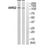 IARS2 Antibody in Western Blot (WB)