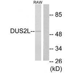 DUS2L Antibody in Western Blot (WB)