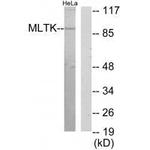 ZAK Antibody in Western Blot (WB)
