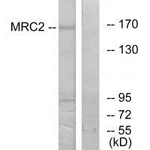 MRC2 Antibody in Western Blot (WB)