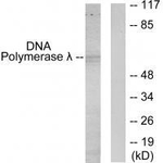 POLL Polyclonal Antibody