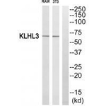 KLHL3 Antibody in Western Blot (WB)