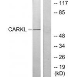 CARKL Antibody in Western Blot (WB)