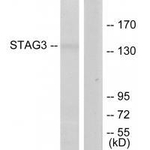 STAG3 Polyclonal Antibody