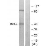 TCFL5 Polyclonal Antibody