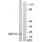 ASF1A Polyclonal Antibody