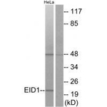 EID1 Antibody in Western Blot (WB)