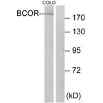 BCOR Antibody in Western Blot (WB)
