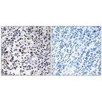 DCL-1 Polyclonal Antibody