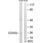 DCL-1 Antibody in Western Blot (WB)