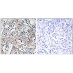 COL6A3 Antibody in Immunohistochemistry (Paraffin) (IHC (P))