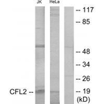 Cofilin 2 Polyclonal Antibody