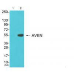 COX17 Antibody in Western Blot (WB)