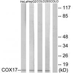 COX17 Antibody in Western Blot (WB)