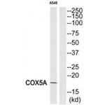 COX5A Polyclonal Antibody