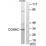 COX6C Antibody in Western Blot (WB)