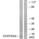 COX7A2 Antibody in Western Blot (WB)