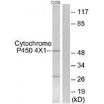 CYP4X1 Antibody in Western Blot (WB)