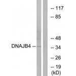 DNAJB4 Antibody in Western Blot (WB)