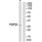 FGF23 Antibody in Western Blot (WB)