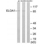 ELOA Antibody in Western Blot (WB)
