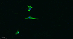 Laminin alpha-5 Polyclonal Antibody