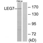 Galectin 7 Antibody in Western Blot (WB)