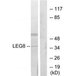 Galectin 8 Antibody in Western Blot (WB)