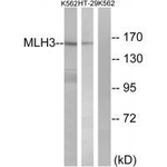 MLH3 Polyclonal Antibody