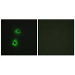 TRAF3IP3 Polyclonal Antibody