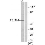 TRAF3IP3 Antibody in Western Blot (WB)