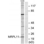 MRPL11 Antibody in Western Blot (WB)