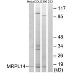 MRPL14 Polyclonal Antibody