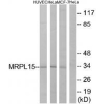 MRPL15 Polyclonal Antibody
