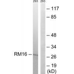 MRPL16 Antibody in Western Blot (WB)