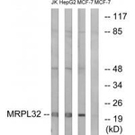 MRPL32 Antibody in Western Blot (WB)
