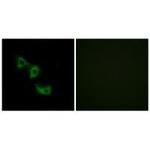 MRPL44 Polyclonal Antibody