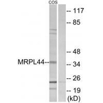 MRPL44 Antibody in Western Blot (WB)