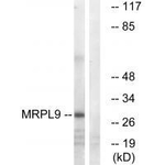 MRPL9 Polyclonal Antibody