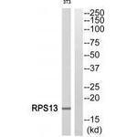RPS13 Antibody in Western Blot (WB)