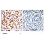 RPS19 Polyclonal Antibody