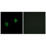 RPS9 Polyclonal Antibody