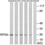 RPS9 Antibody in Western Blot (WB)