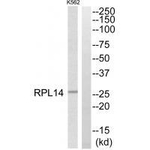 RPL14 Polyclonal Antibody