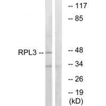 RPL3 Antibody in Western Blot (WB)