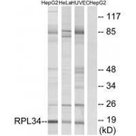 RPL34 Antibody in Western Blot (WB)