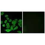 RPL36 Polyclonal Antibody